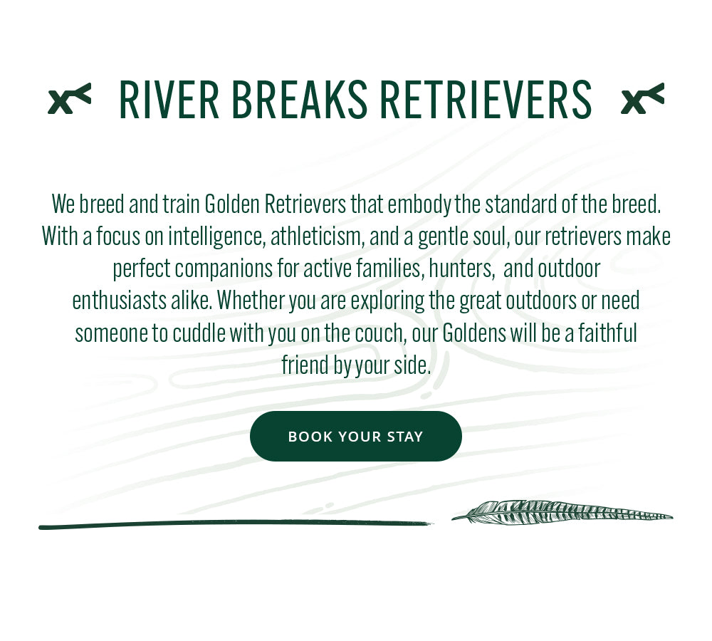 Promotional text for River Breaks Retrievers with a focus on Golden Retrievers.