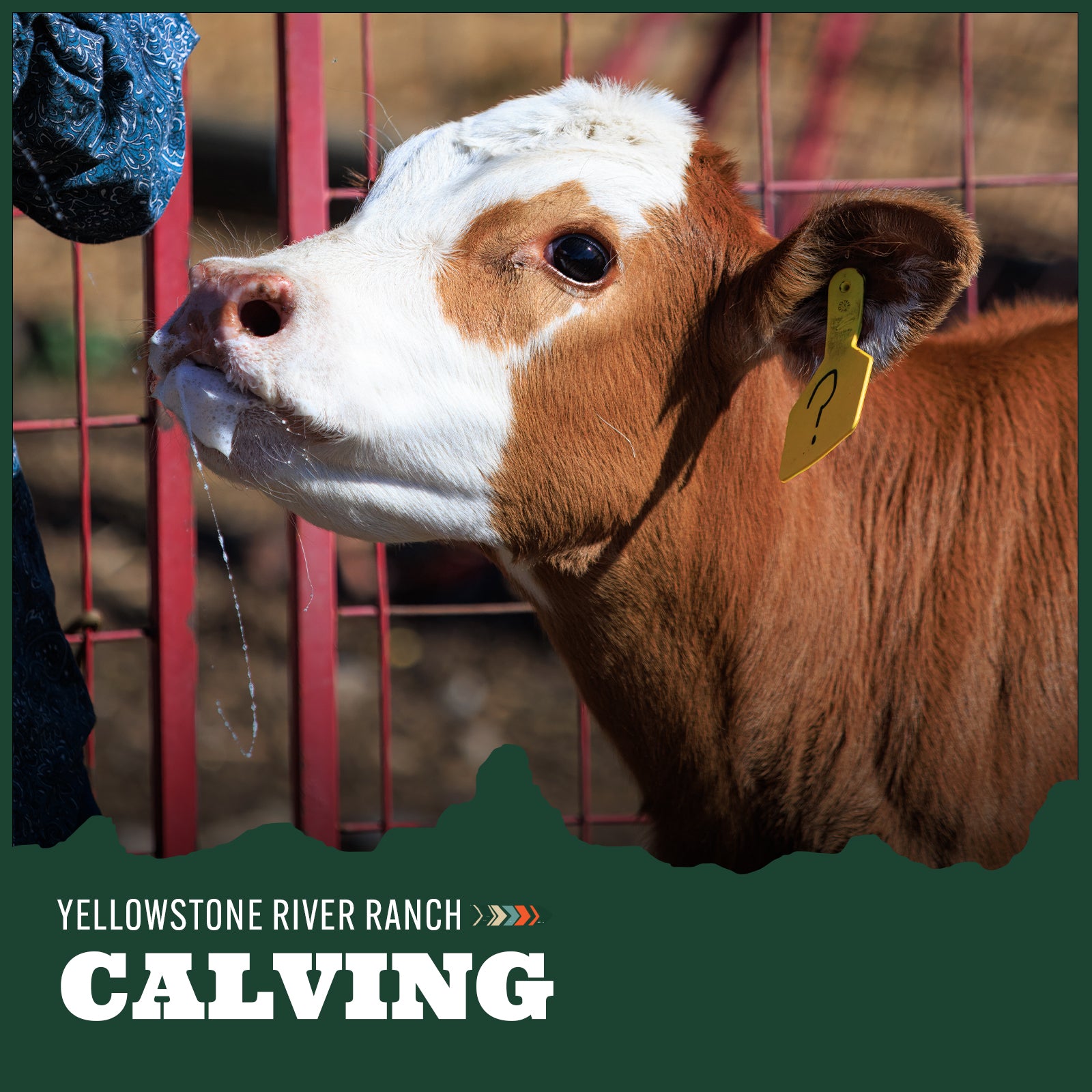 Calve with a yellow ear tag drinking milk with 'Yellowstone River Ranch Calving' text at the bottom.