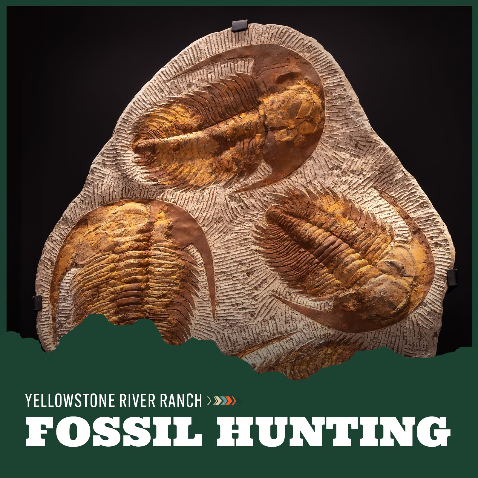 Fossilized trilobite specimens on a dark background with 'Yellowstone River Ranch' branding.