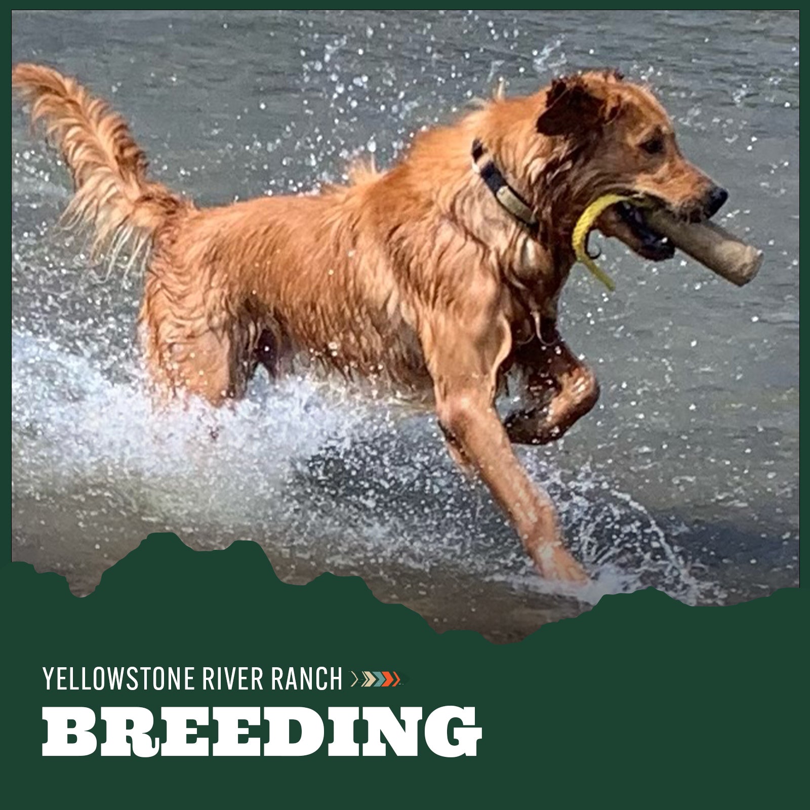 Dog running through water with a stick in its mouth, promotional text for Yellowstone River Ranch Breeding.