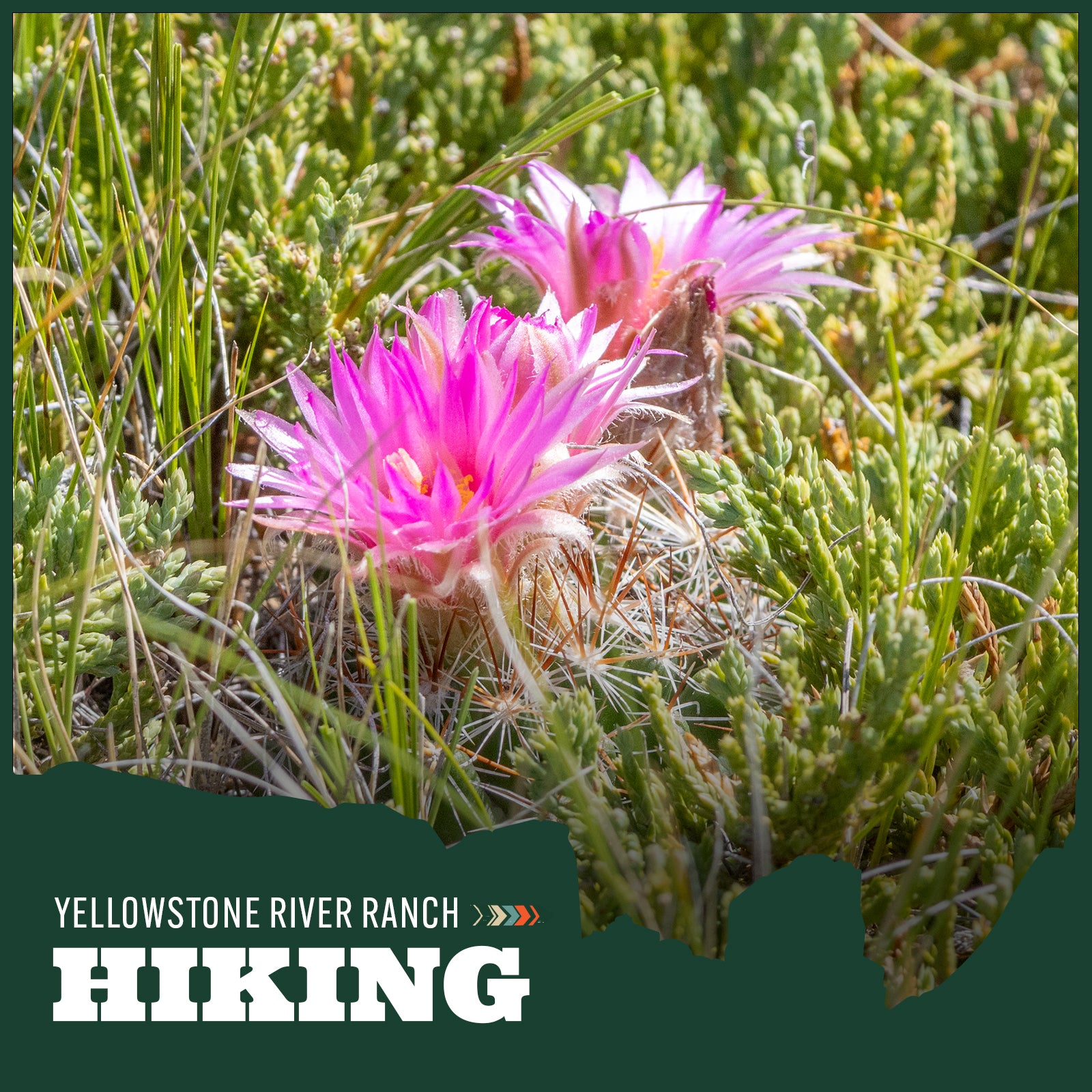 Pink flowers in a grassy field with 'Yellowstone River Ranch Hiking' text overlay.