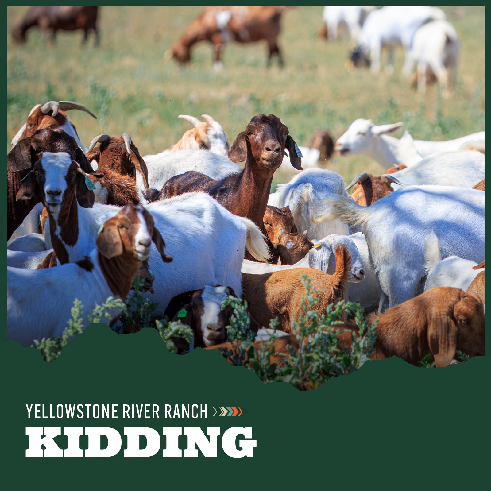 Herd of goats in a field with 'Yellowstone River Ranch Kidding' text.