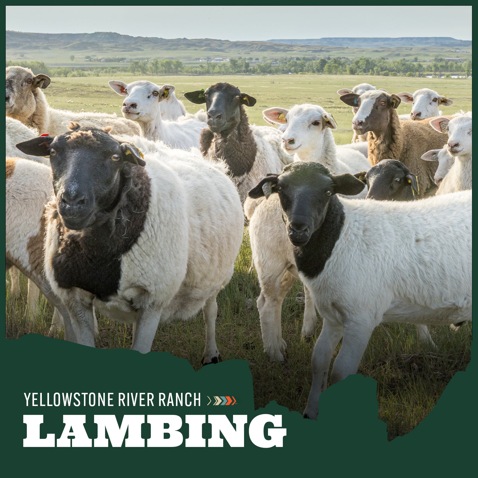 Sheep in a field with 'Yellowstone River Ranch Lambing' text overlay