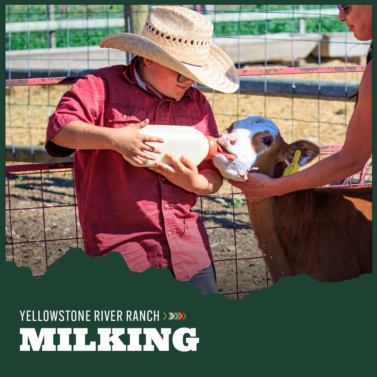 Young teen in a cowboy hat milking a calf with another person assisting at Yellowstone River Ranch