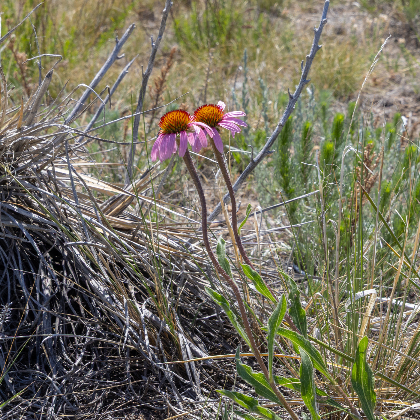 Pink flower with a brown center in a natural, grassy setting