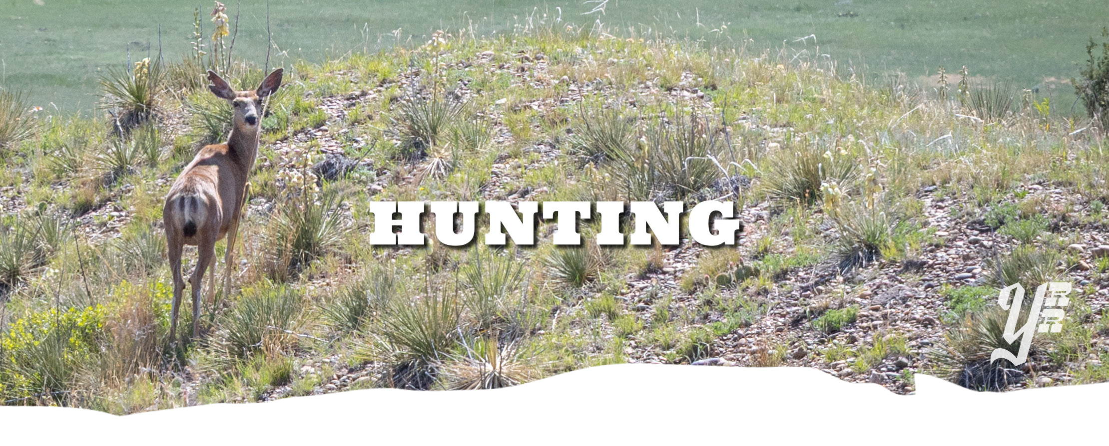 Deer in a Montana field with 'Hunting' text overlay