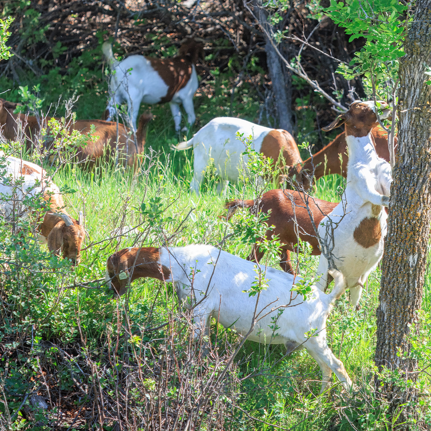 Goats grazing in a lush green field with trees and bushes.