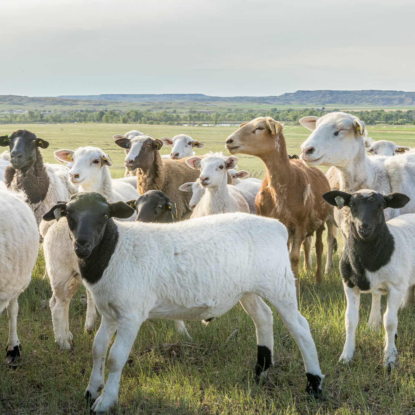 Sheep in a grassy field with mountains in the background