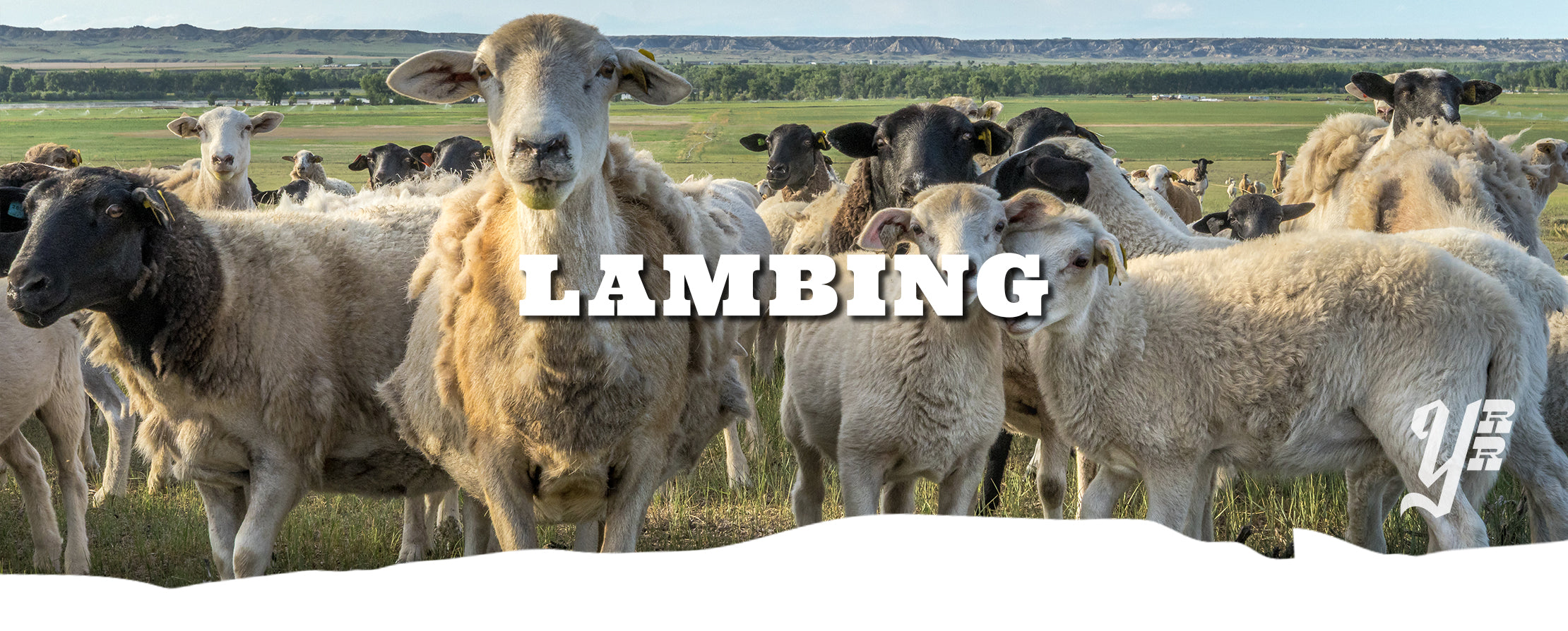 Sheep in a field with the word 'LAMBING' overlaid