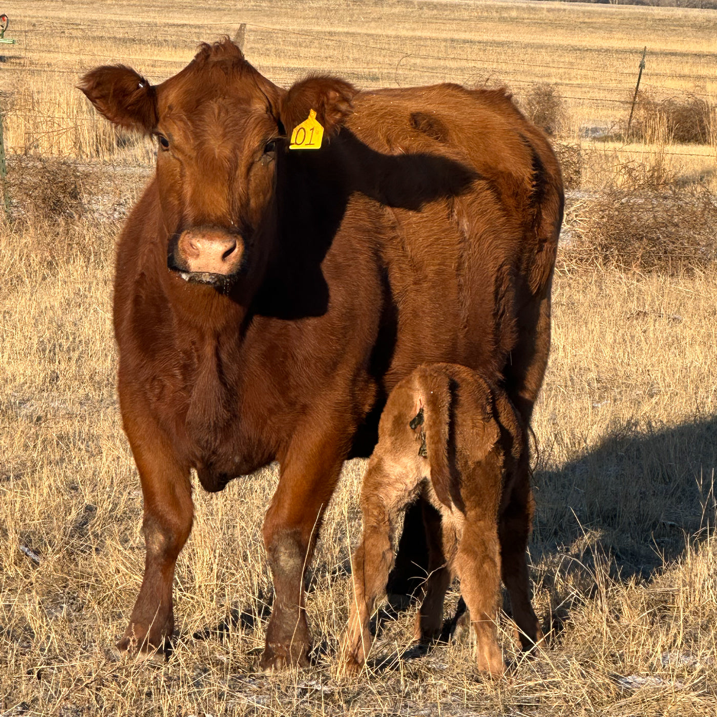 Brown cow with a yellow tag on its ear standing in a field with a smaller cow nearby.