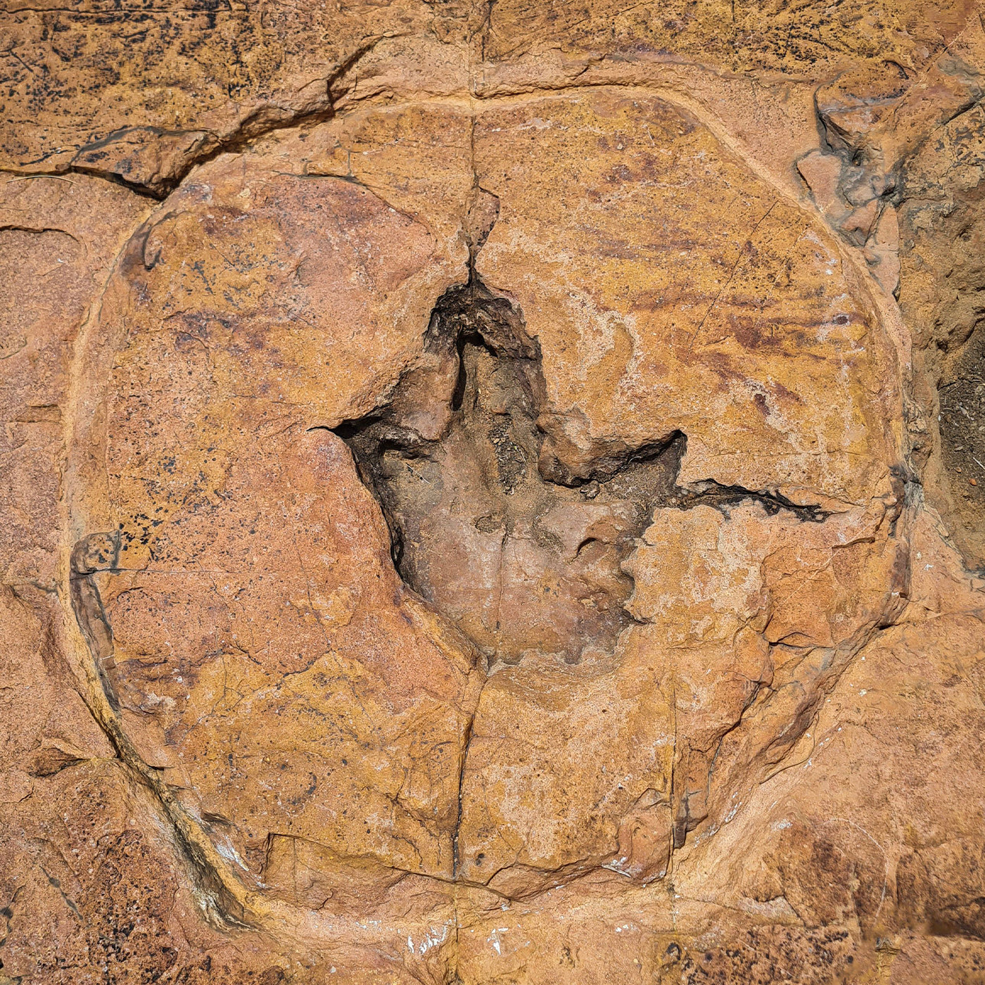 Fossilized imprint on a rock surface