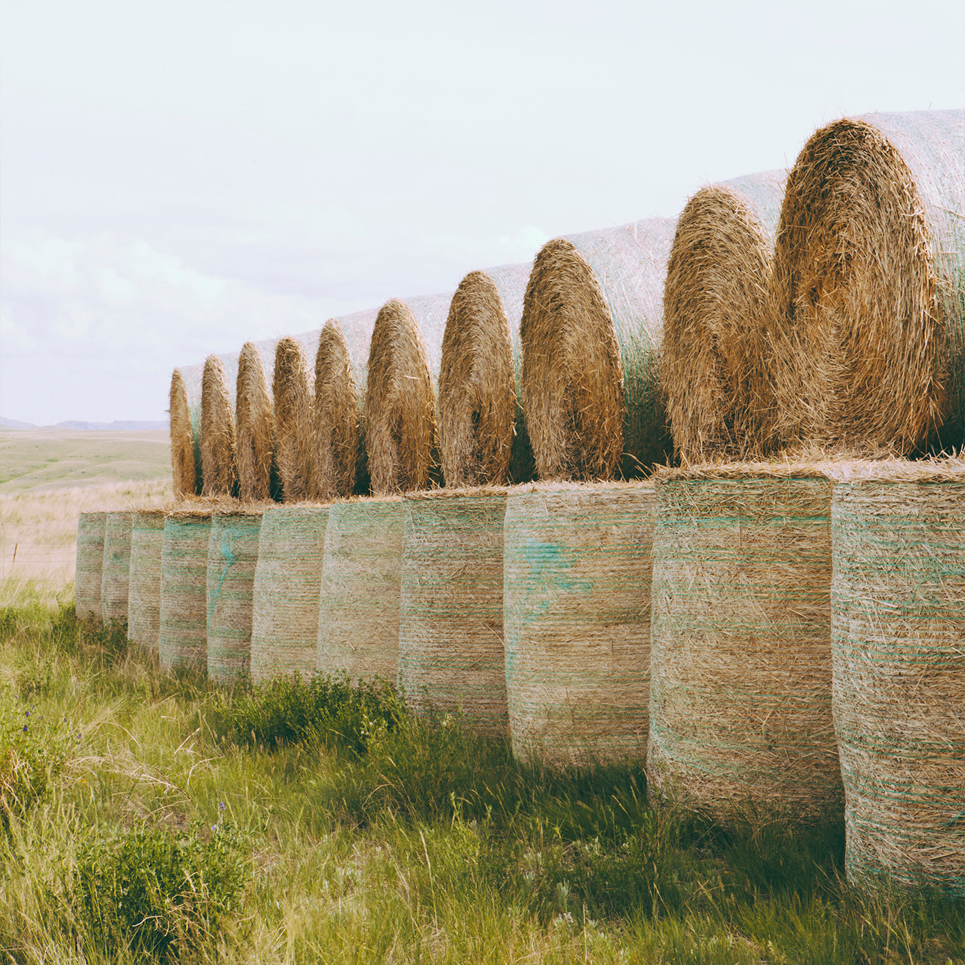 Row of hay bales stacked in a field with a clear sky.