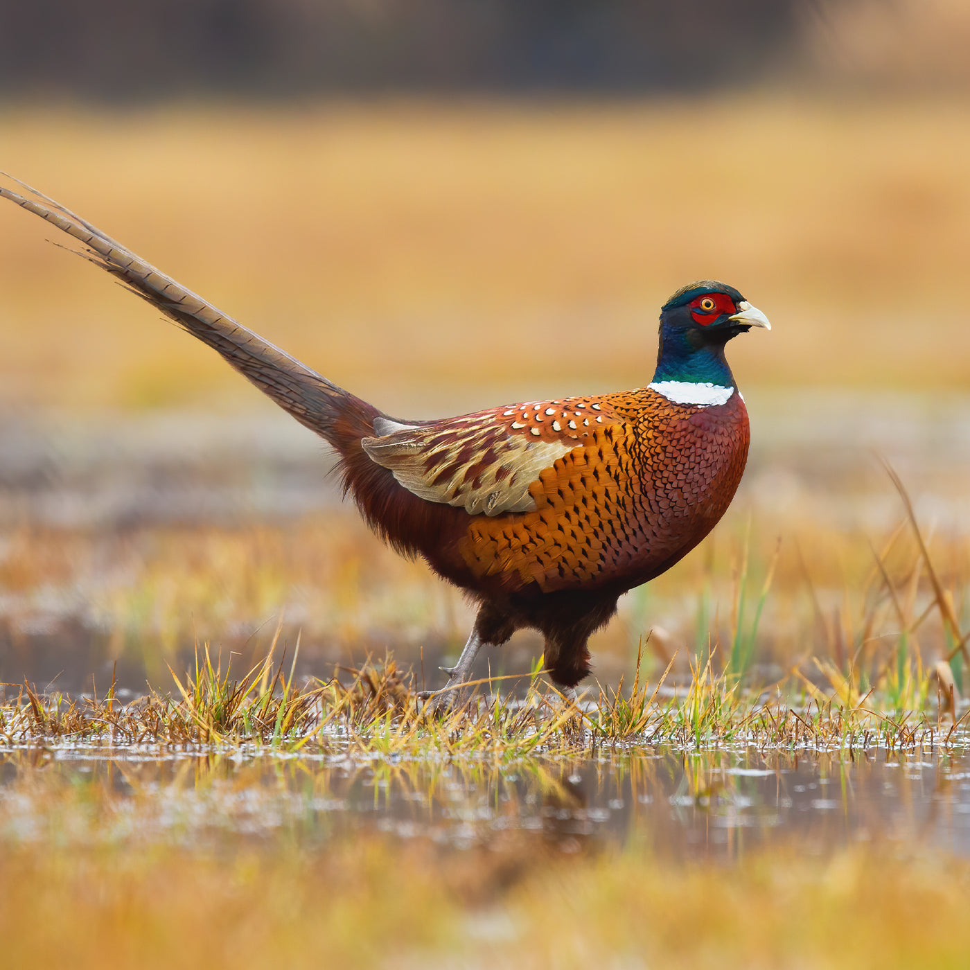 Colorful pheasant standing in a wetland with a blurred natural background