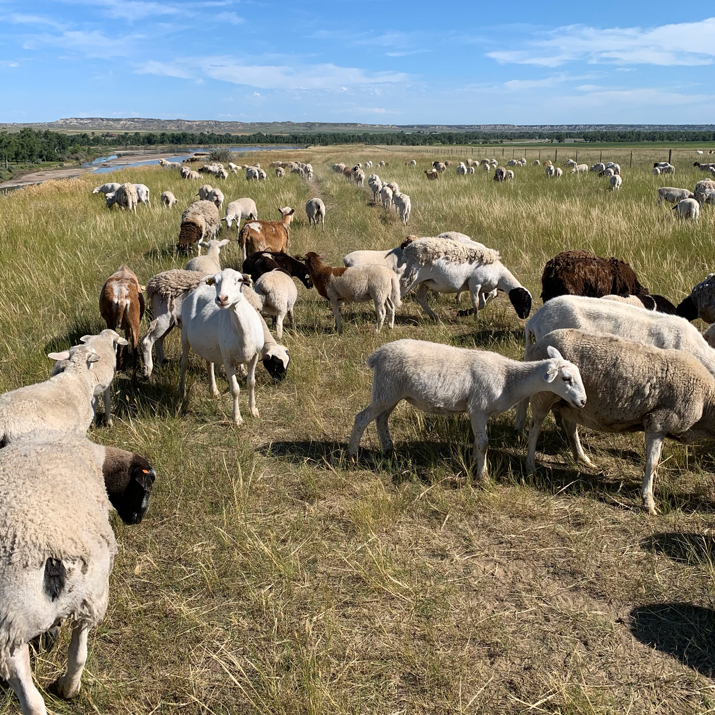 Sheep and goats grazing in a grassy field with a clear sky.