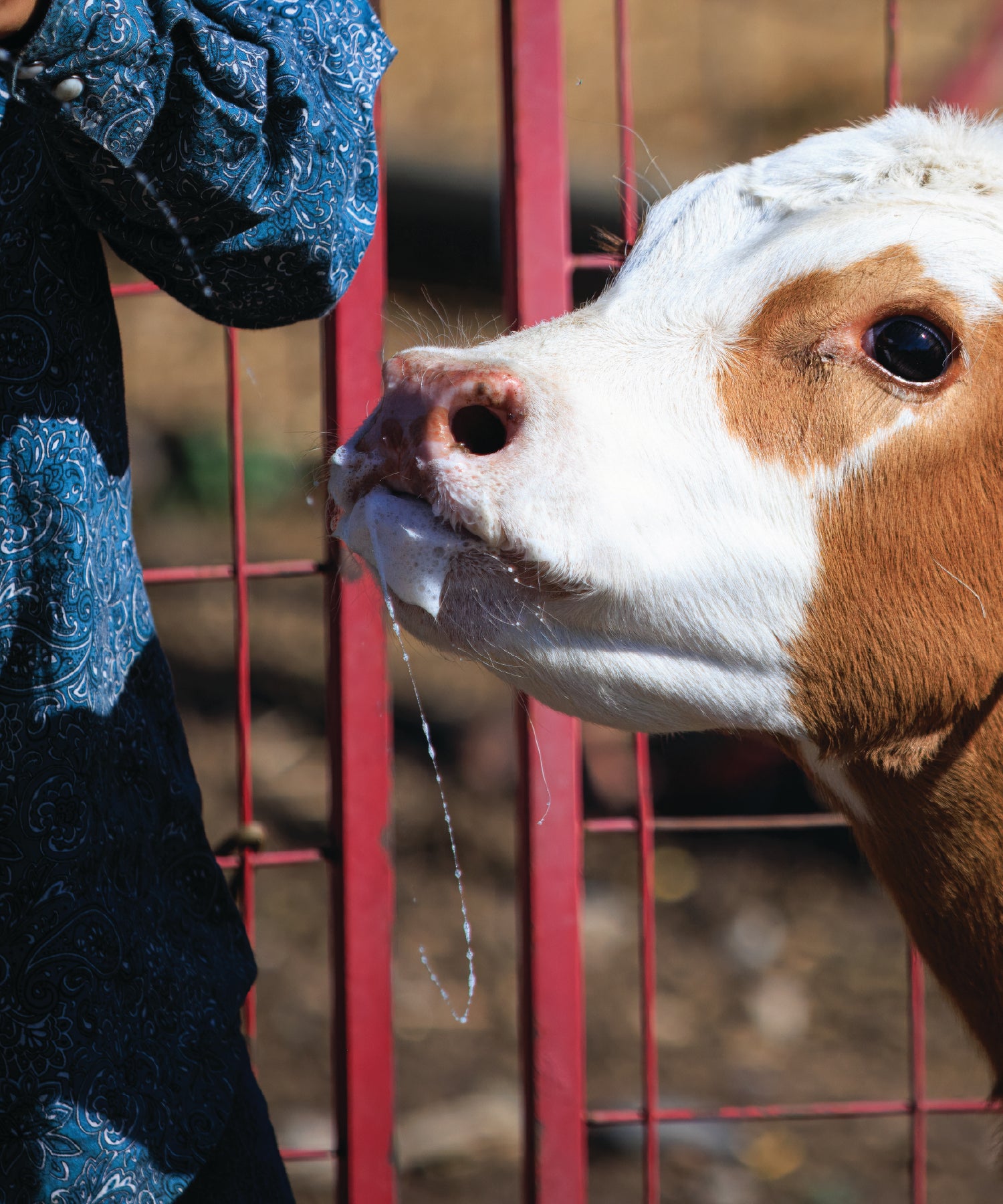 Cow drinking milk at Yellowstone River Ranch