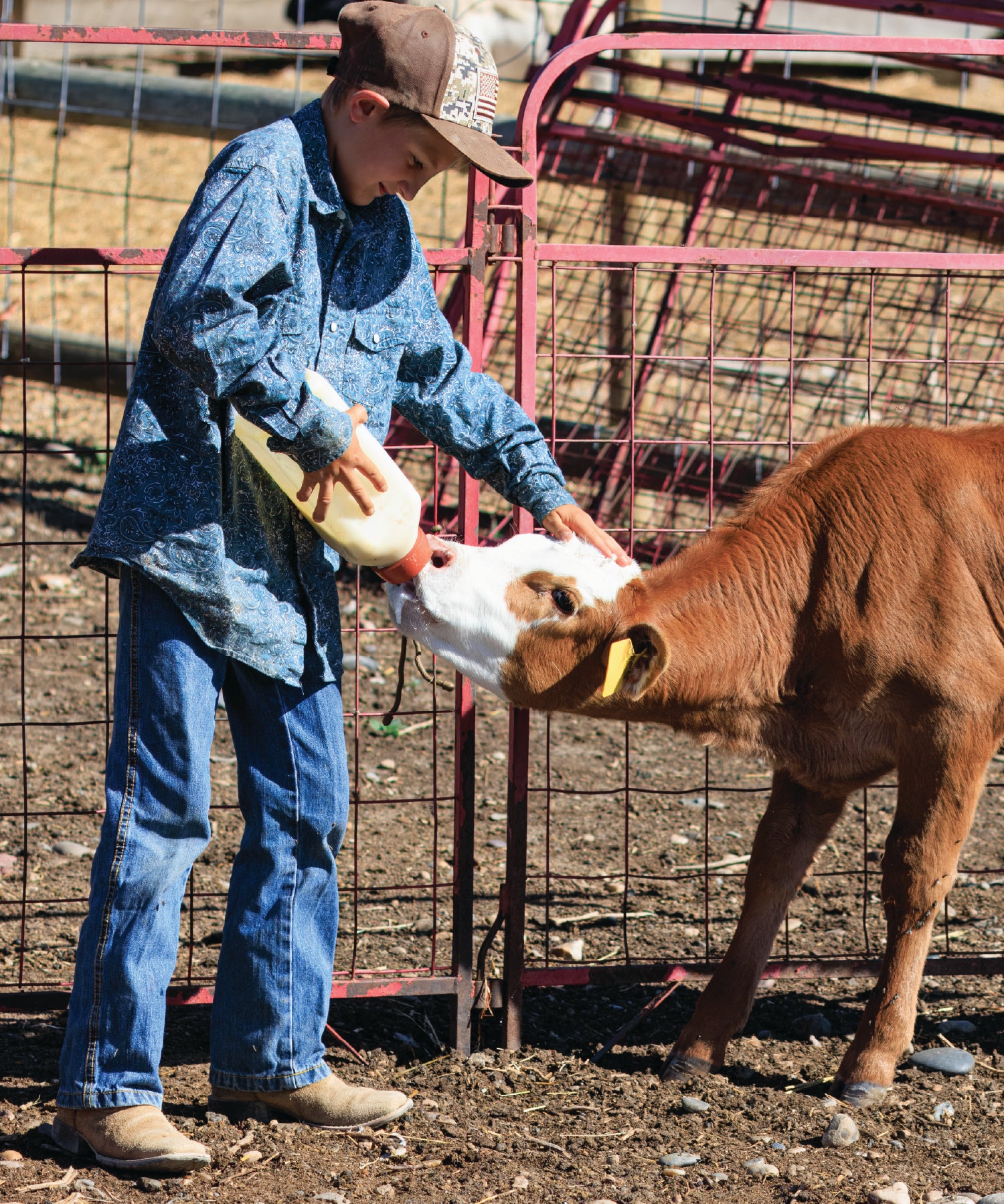 Child feeding a calve milk in a fenced area