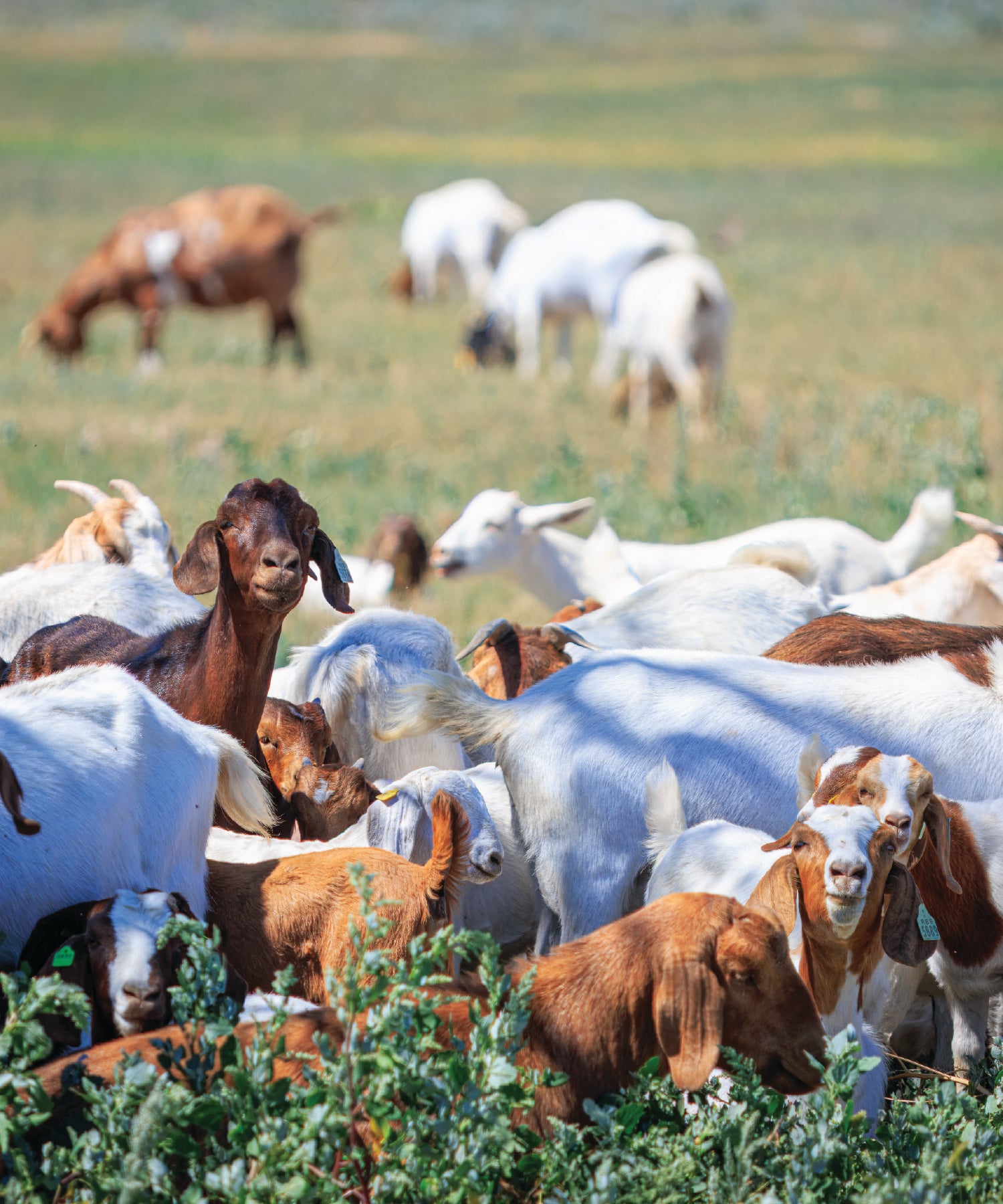 Herd of goats grazing in a green field