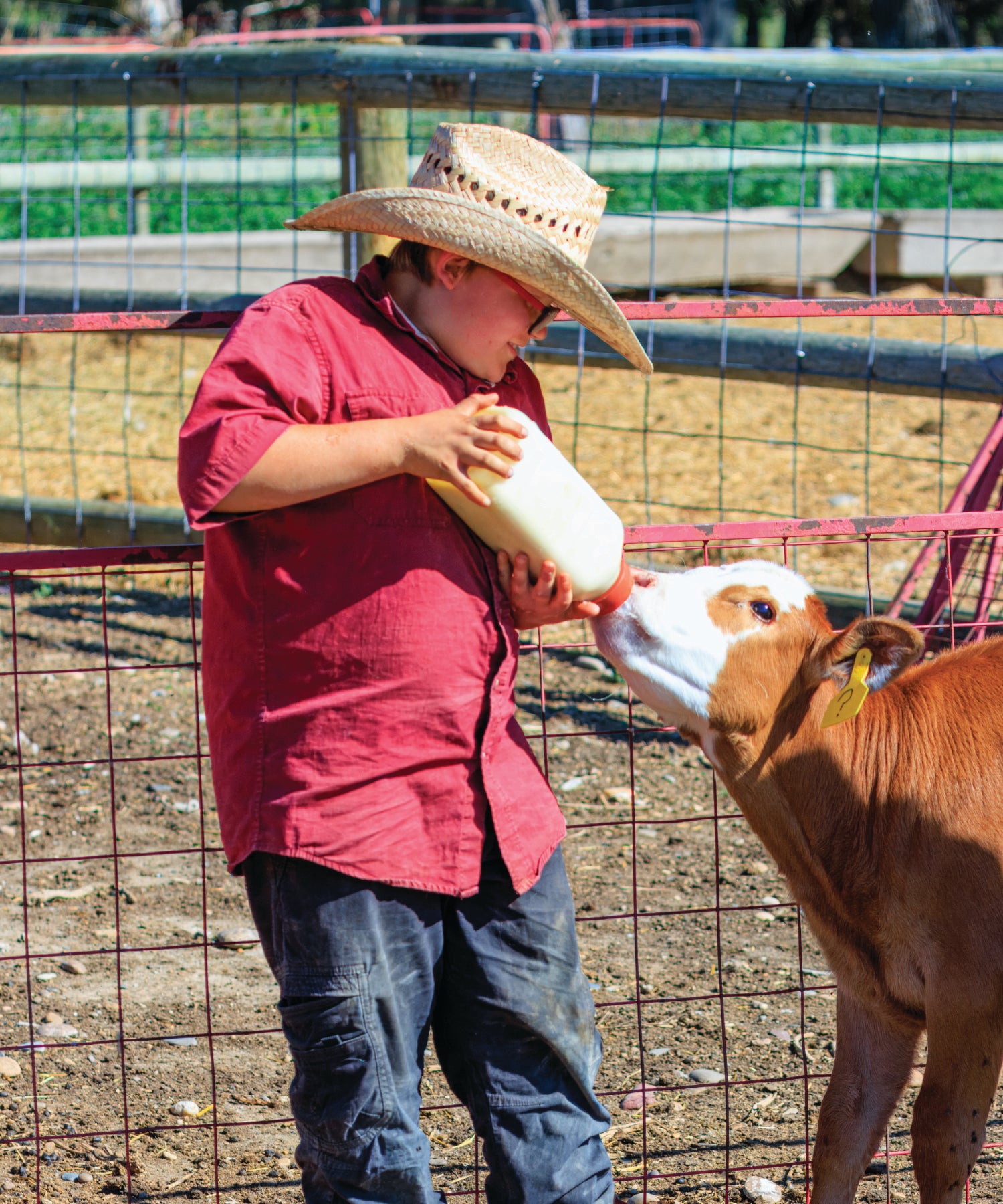 Person in a red shirt and cowboy hat feeding a calf milk