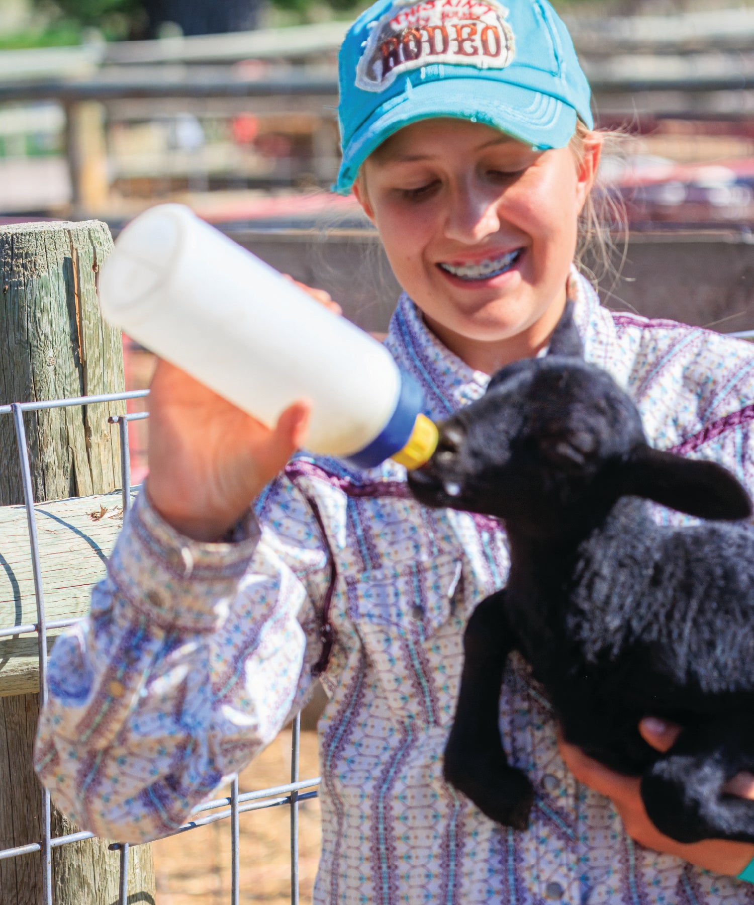 Person feeding a black lamb with a bottle 