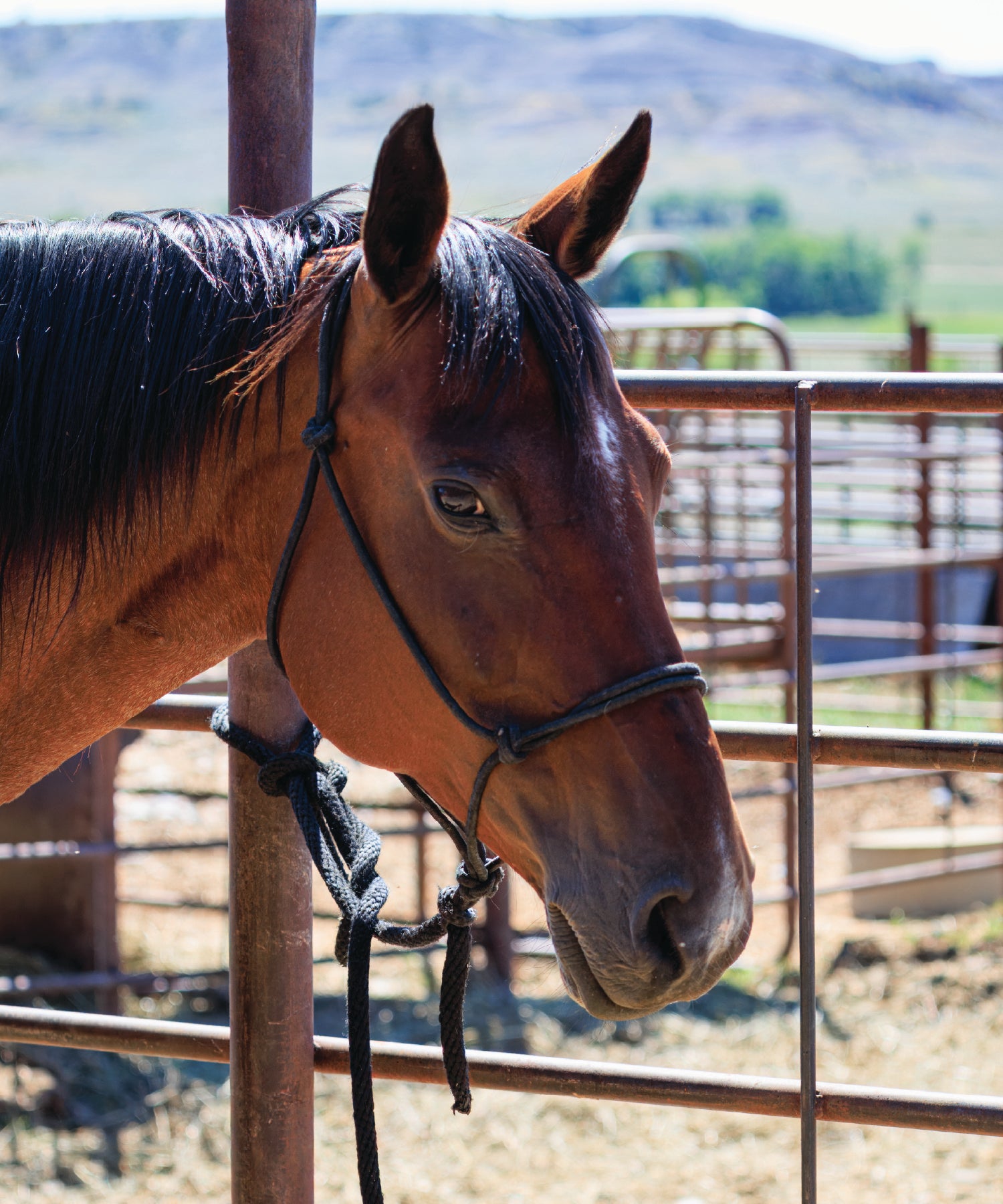 Brown horse with a bridle standing in a fenced area with mountains in the background
