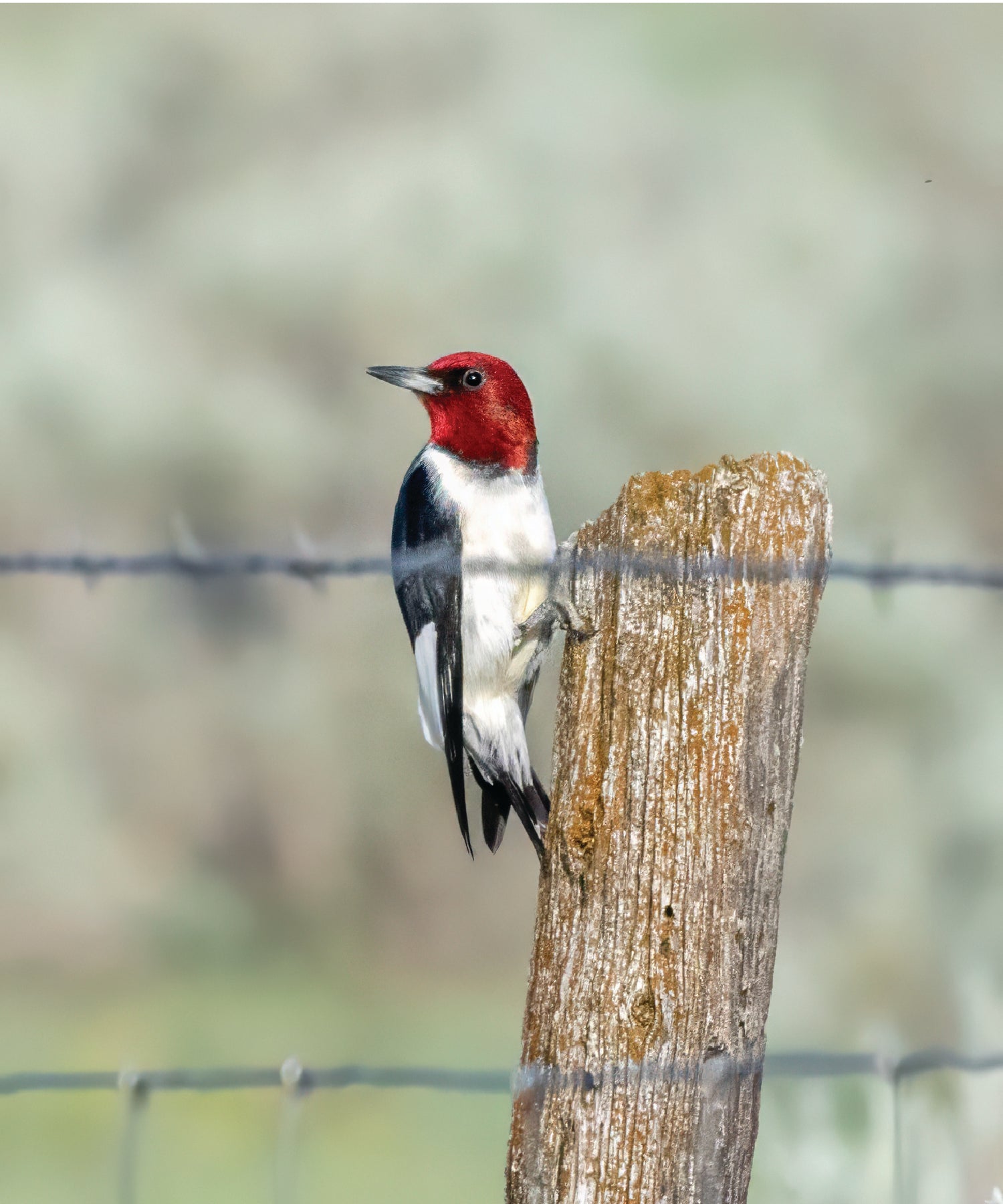 Red-headed woodpecker perched on a wooden post with a blurred natural background