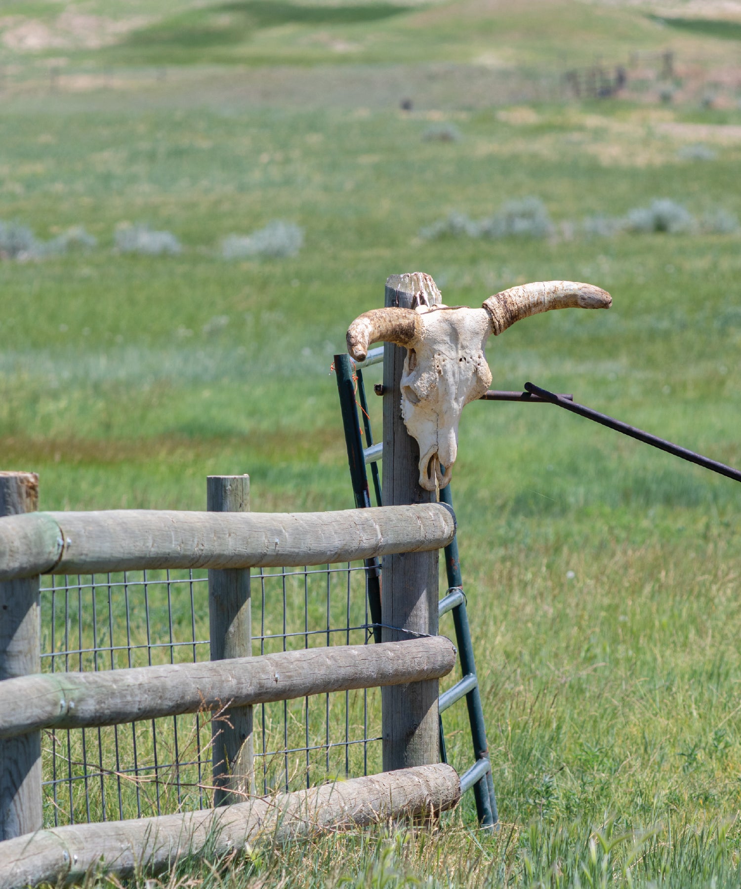 Skull with large horns attached to a fence in a grassy field