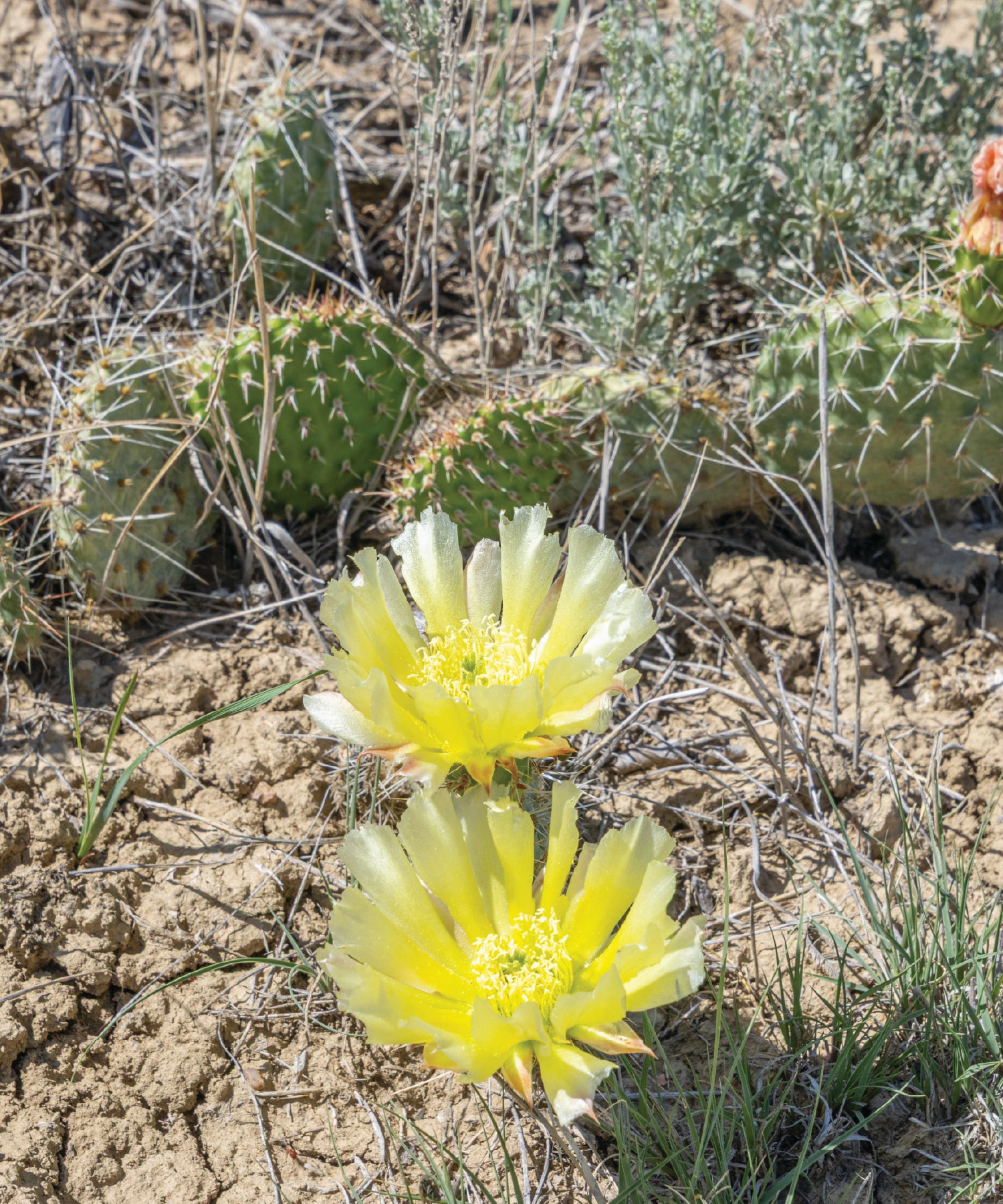 Yellow flowers of a cactus plant in eastern Montana