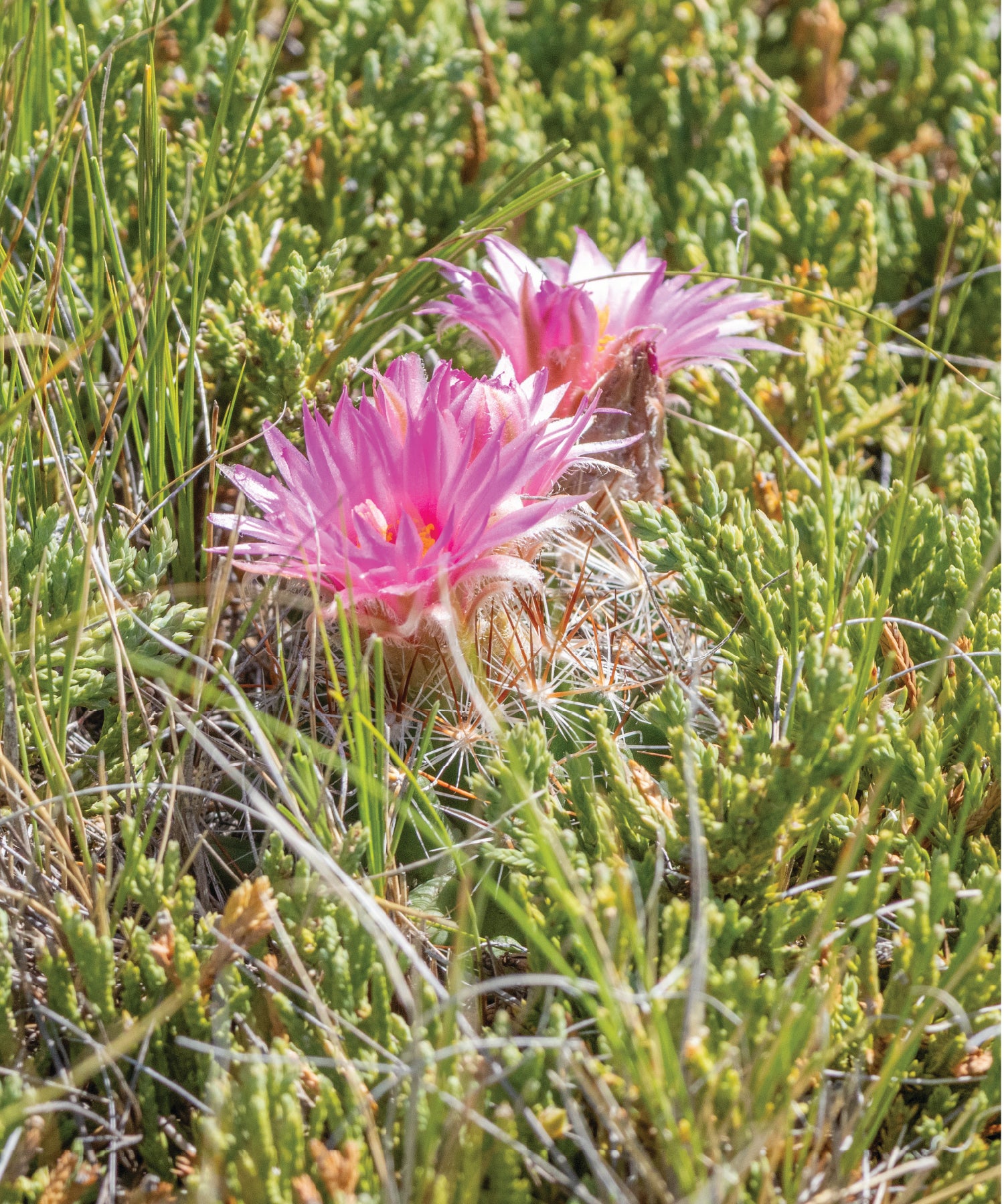 Purple flowers growing among green grass and shrubs