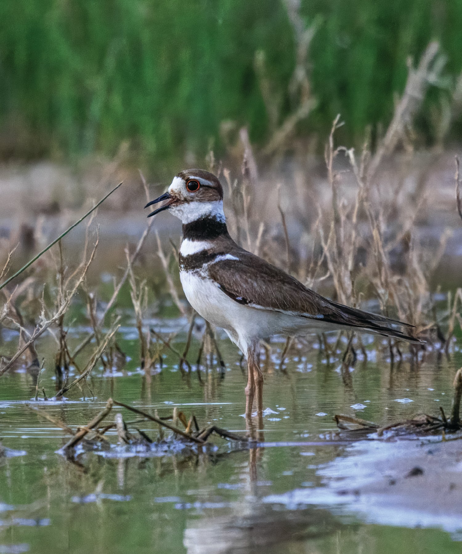Bird standing in water with green grass in the background