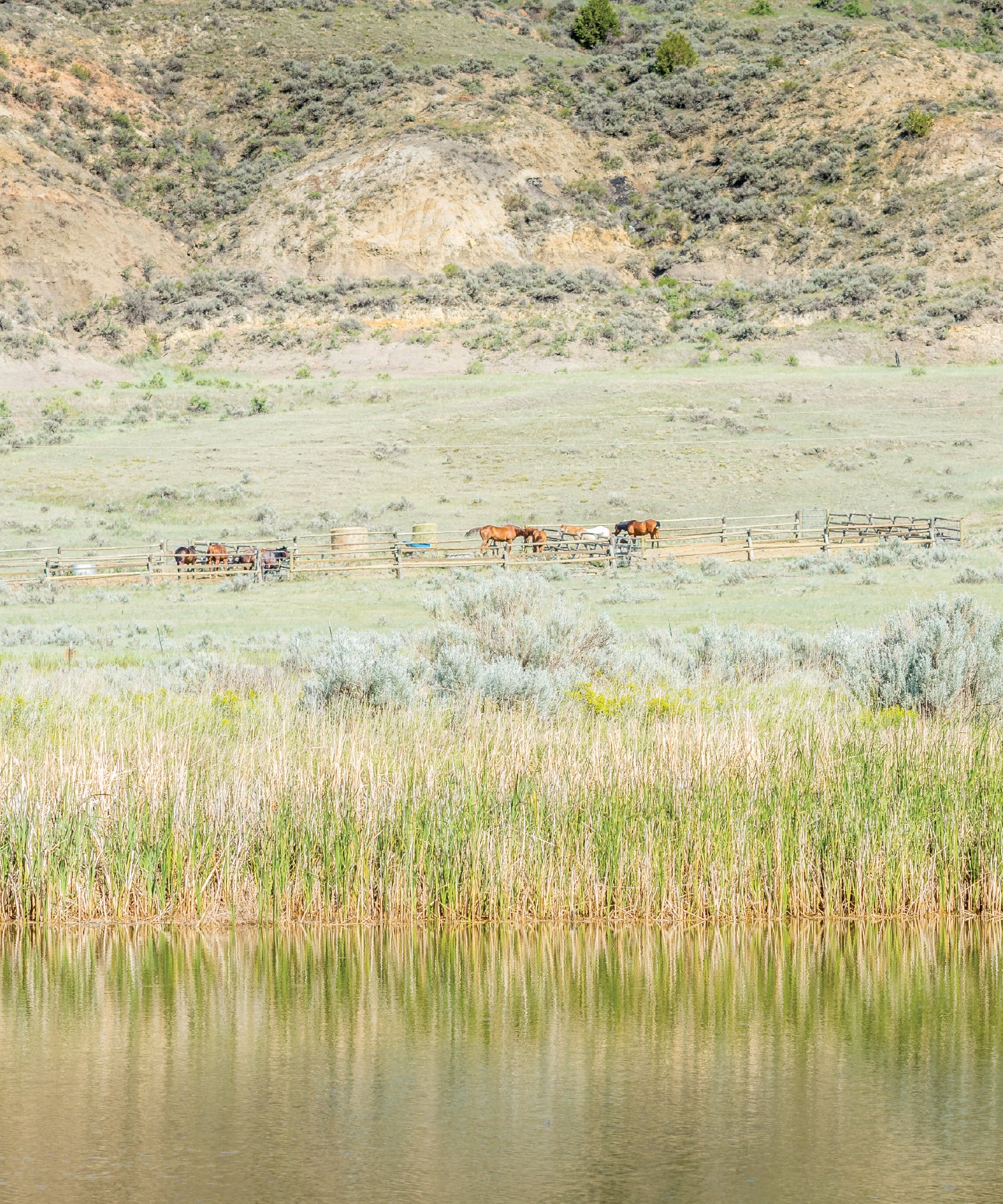 Horses grazing on a grassy hillside with the Yellowstone River in the foreground