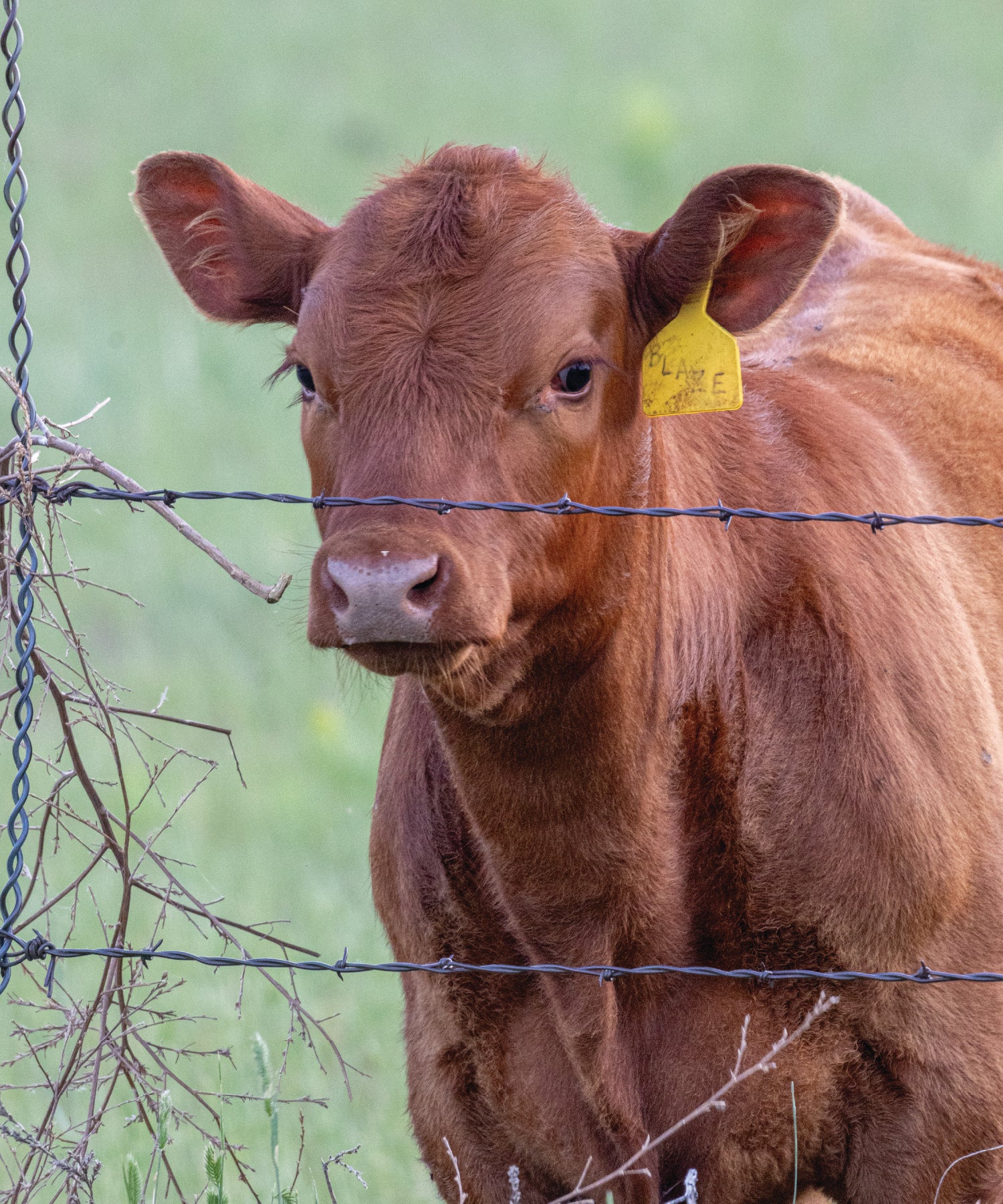 Brown cow with a yellow tag in its ear, standing behind a barbed wire fence