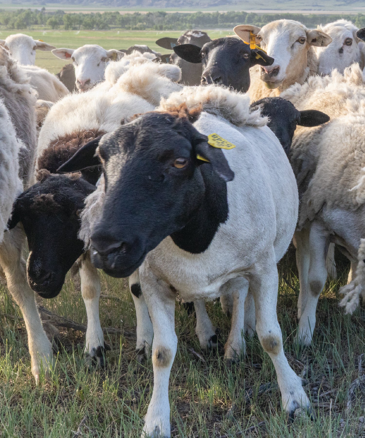 Sheep with black faces and white bodies in a grassy field