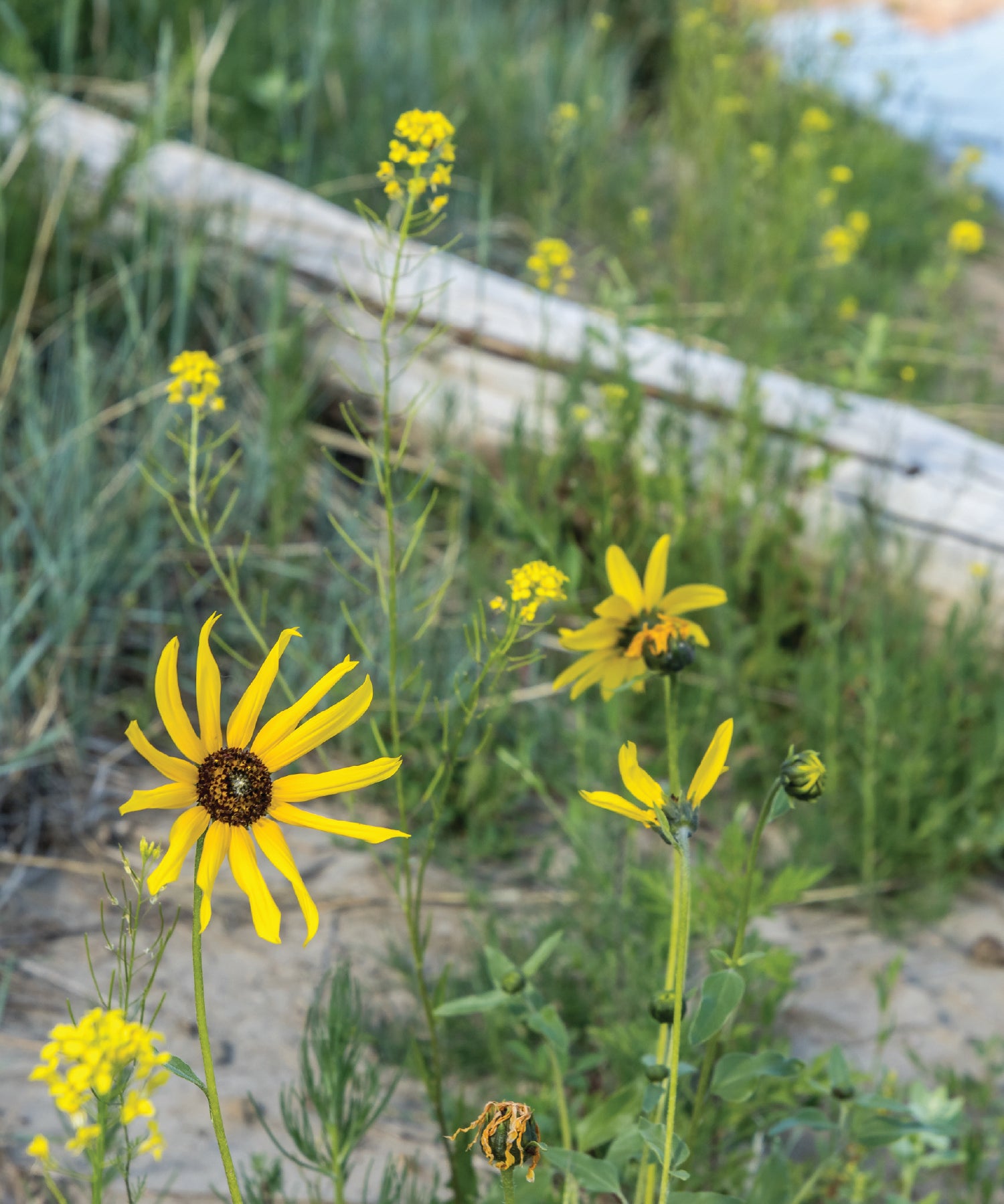 Yellow wildflowers in a natural setting with greenery and a log