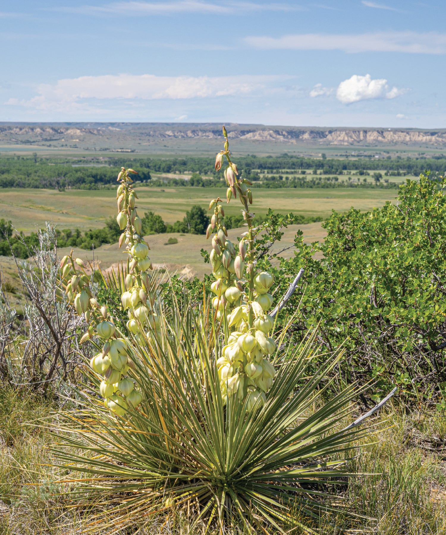Yucca plant with a scenic Montana landscape in the background