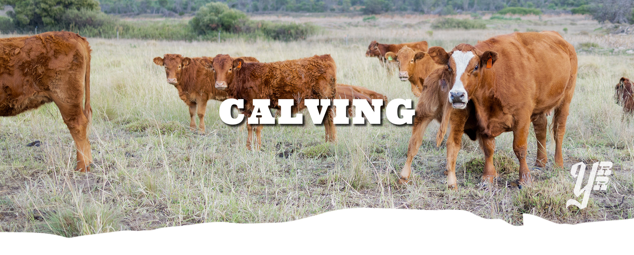 Cows in a field with the word 'CALVING' overlaid.