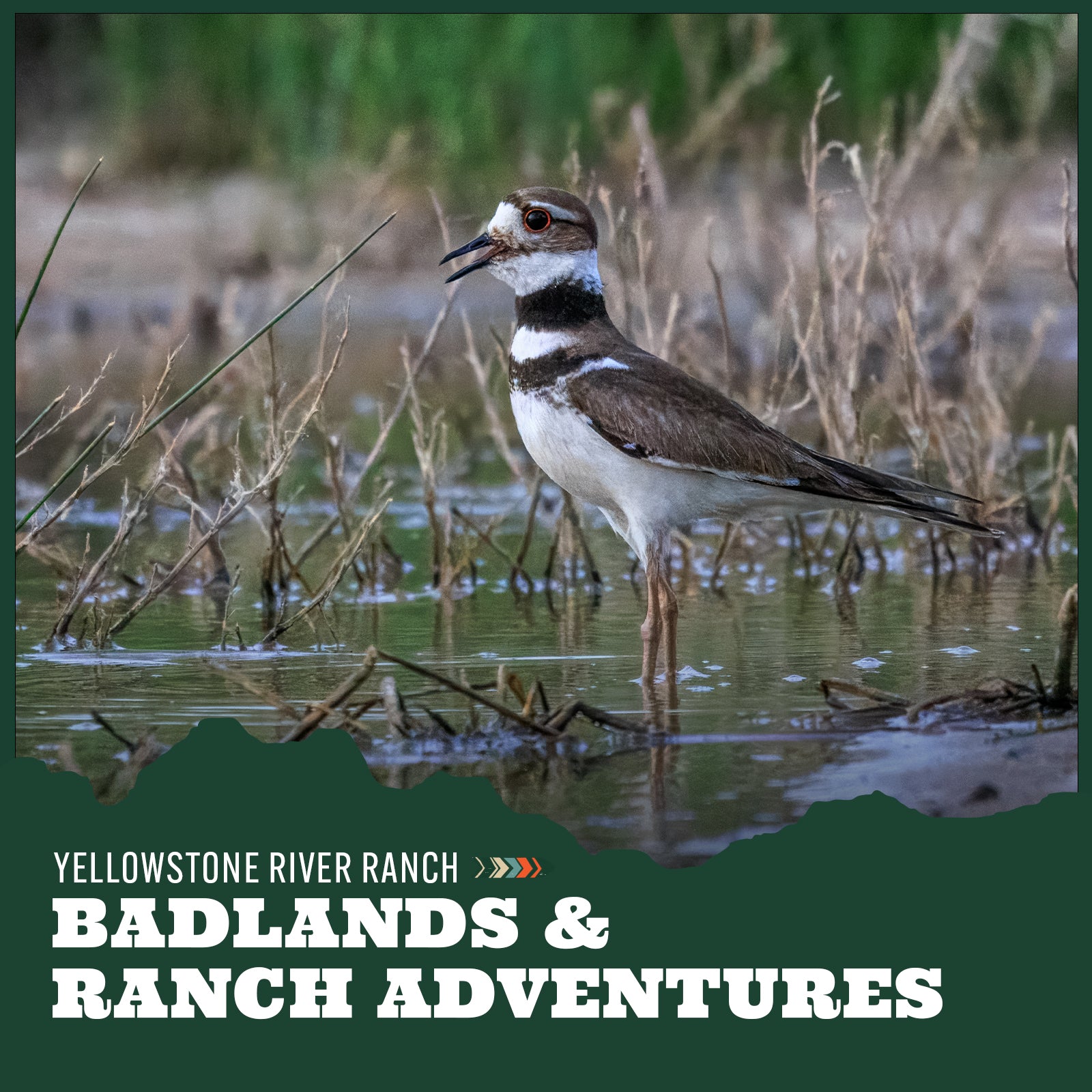Bird standing in water with text overlay "Badlands and Ranch Adventures"