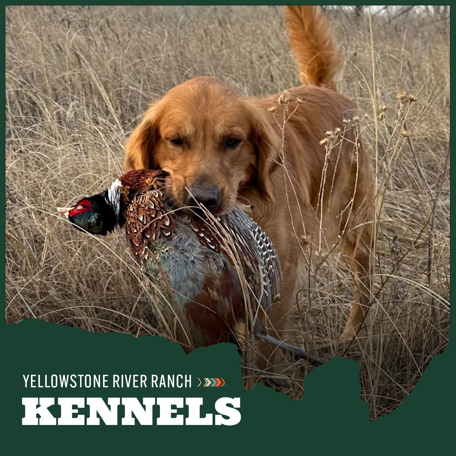 Dog holding a pheasant in a field with 'Yellowstone River Ranch Kennels' branding.