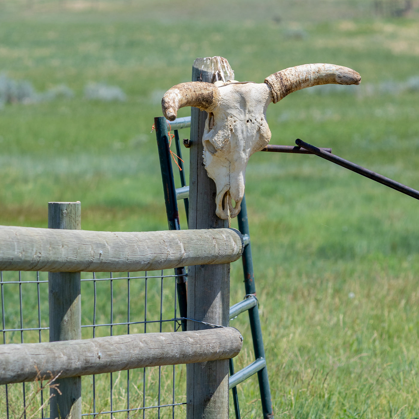 Animal skull mounted on a fence post with a grassy field in the background