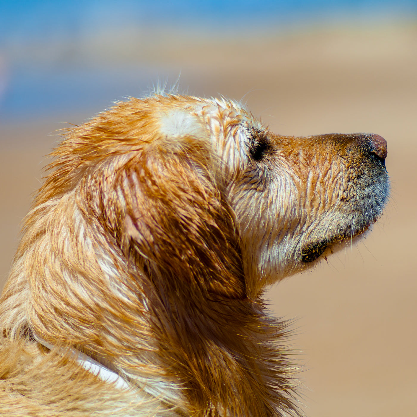 Close-up of a wet dog's head with a blurred natural background