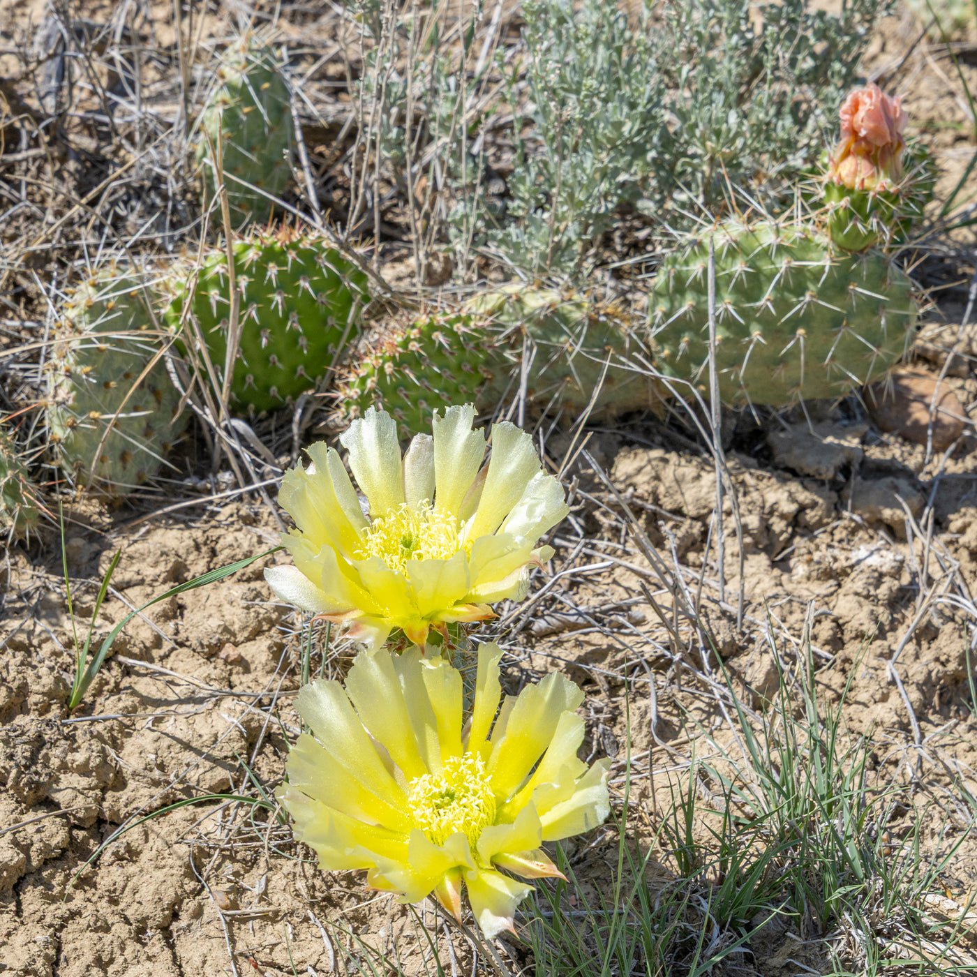 Two yellow flowers blooming among green cacti 