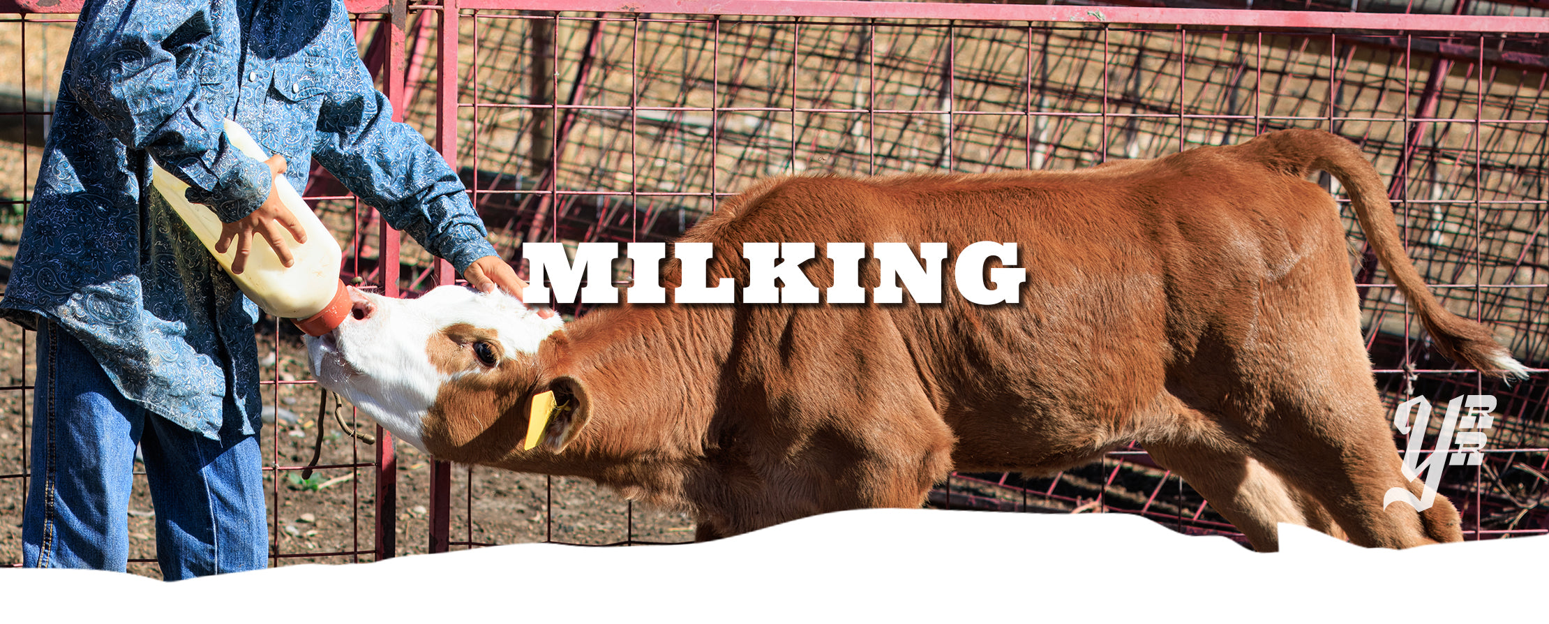 Person feeding milk to a cow with 'MILKING' text overlay