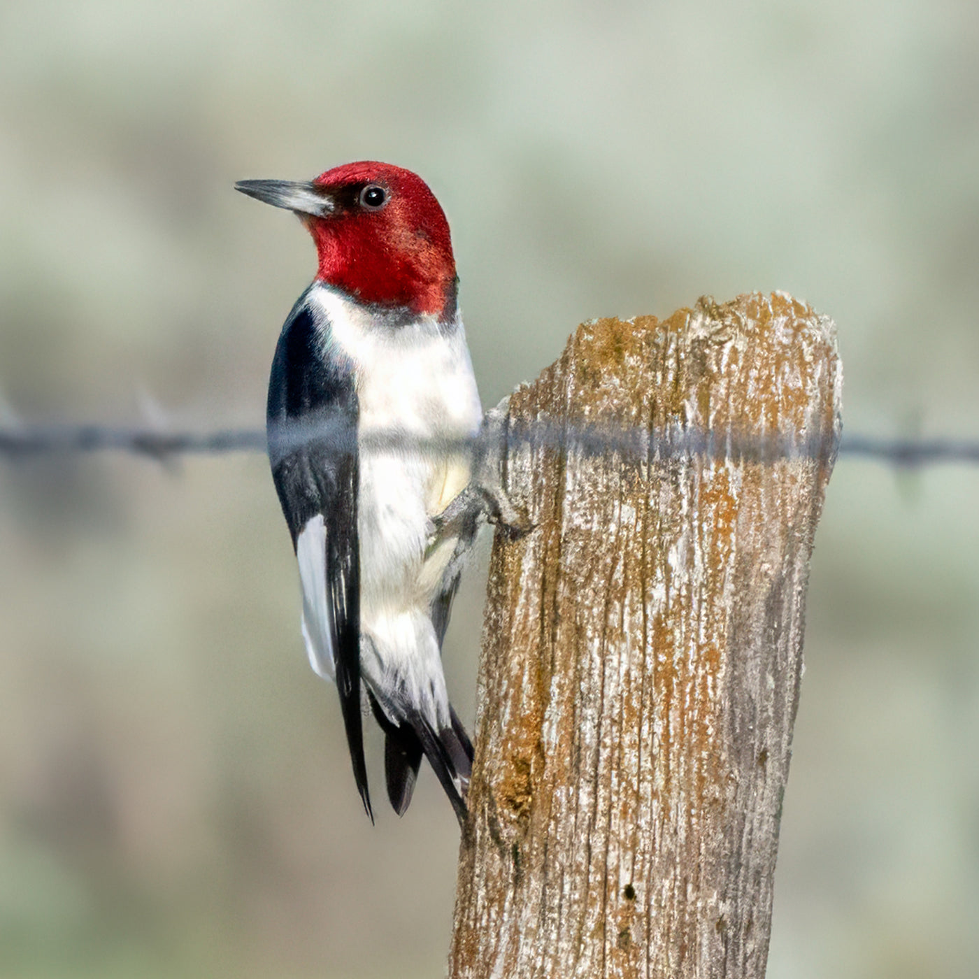 Red-headed woodpecker perched on a tree stump with a blurred natural background