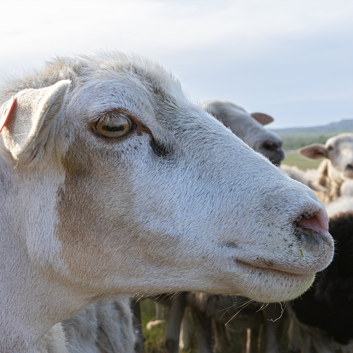 Close-up of a sheep's face with a blurred background of other sheep and greenery